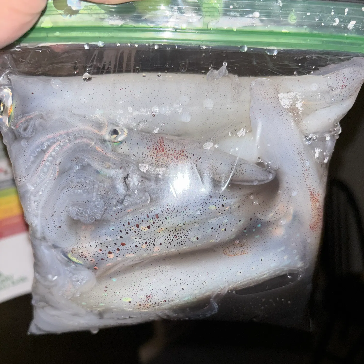 The most recent Longfin inshore squid catches on Fishbrain