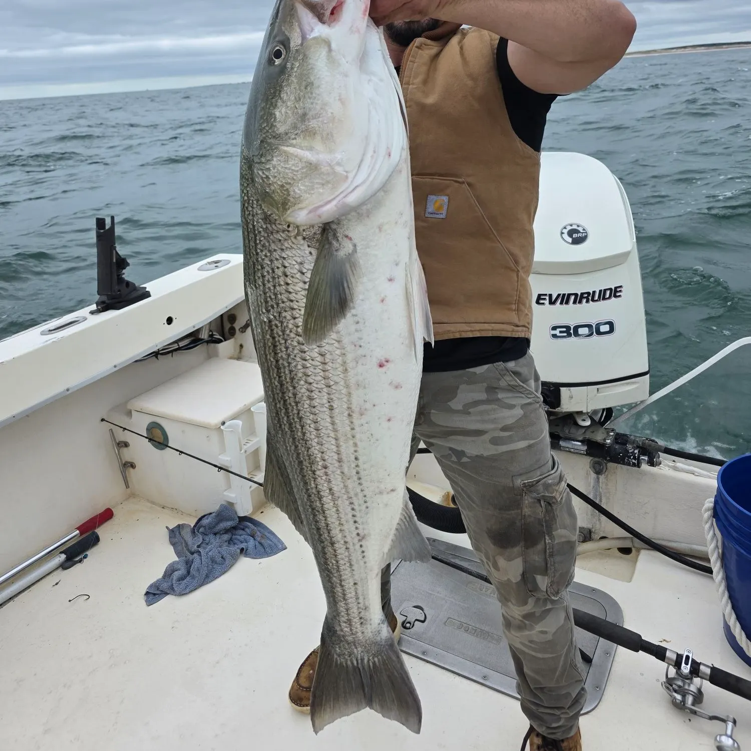 Striped bass caught on Fishbrain