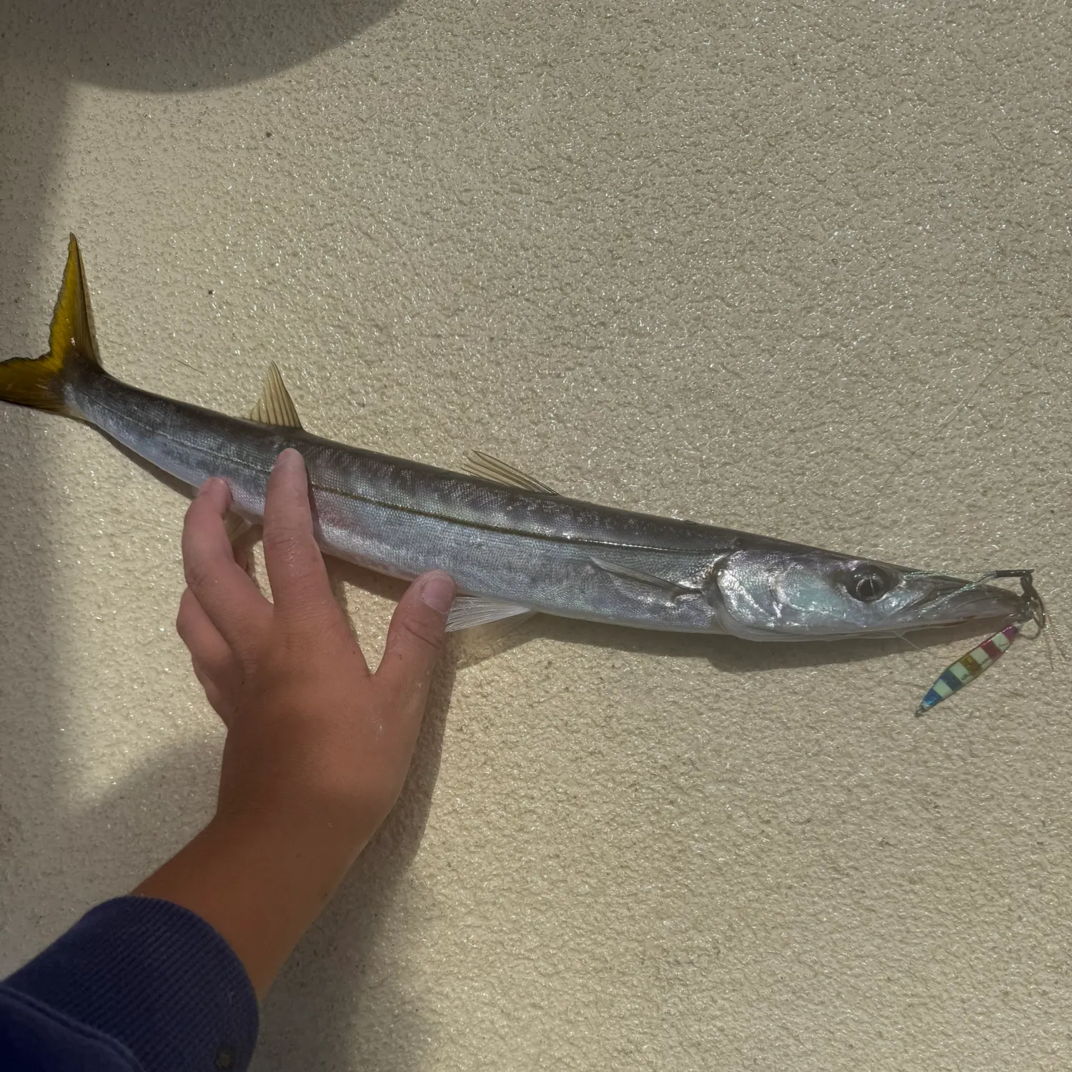 The most recent Pacific barracuda catches on Fishbrain