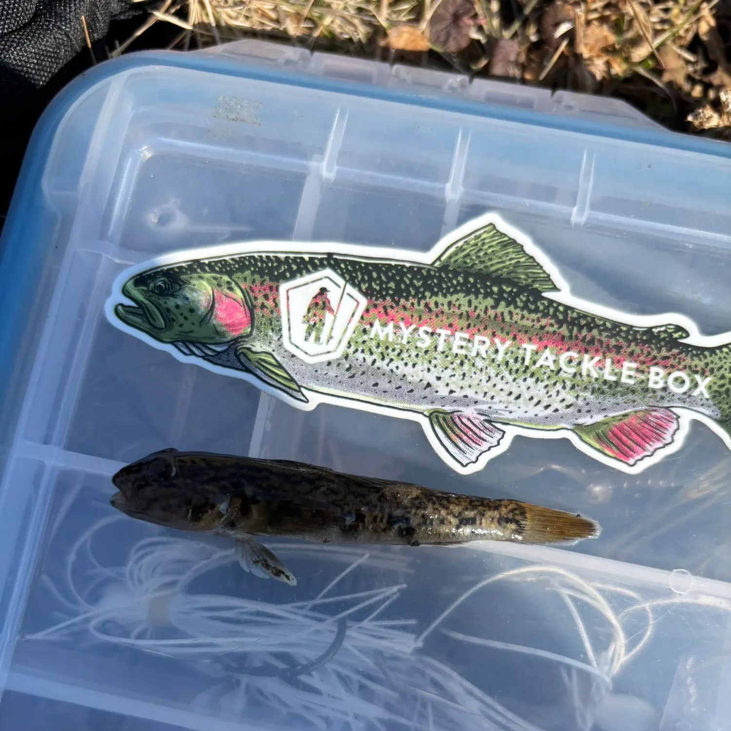 The most recent Round goby catches on Fishbrain