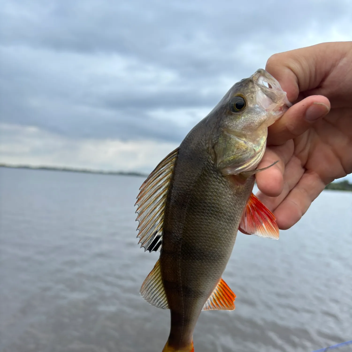European perch caught on Fishbrain