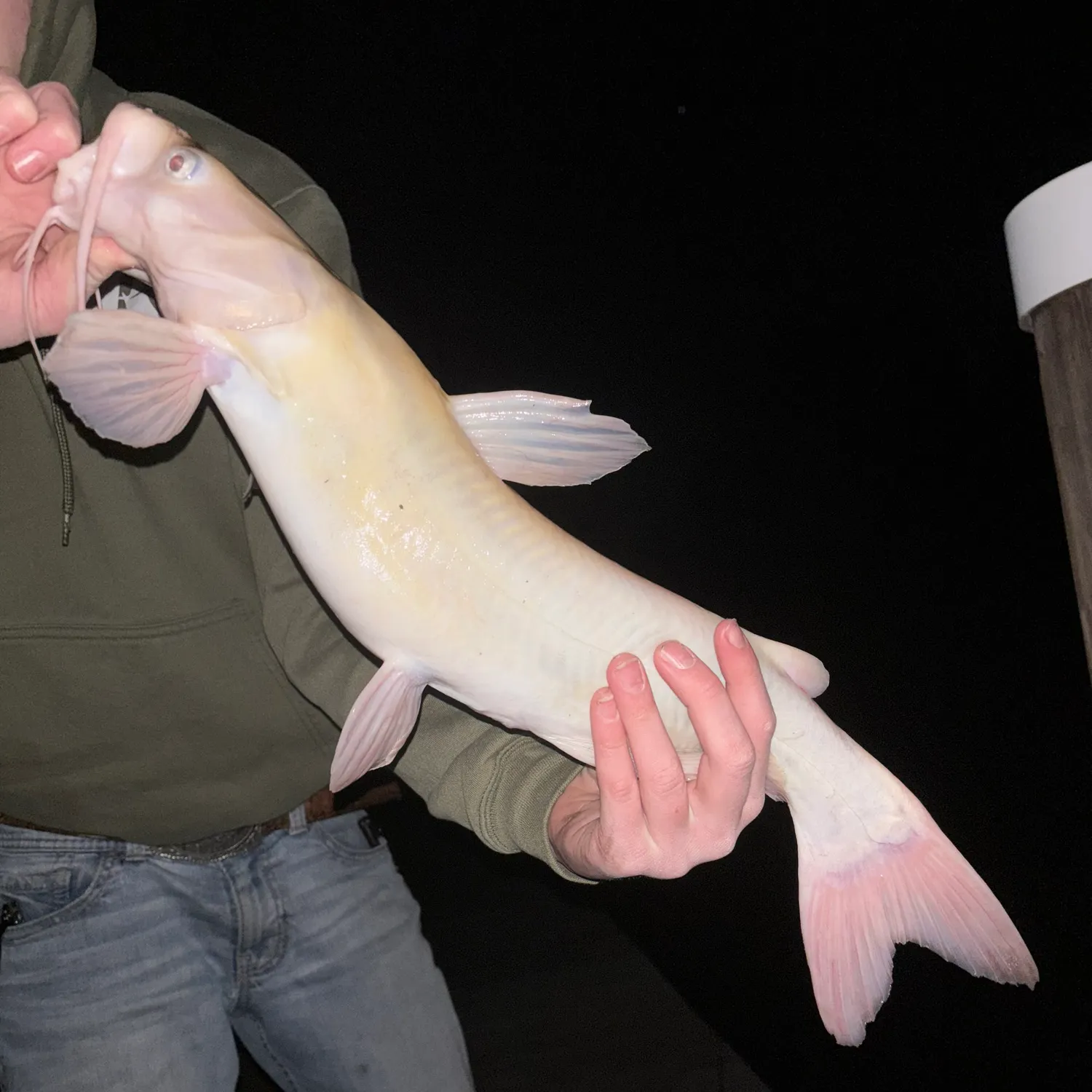 The most recent Channel catfish catches on Fishbrain