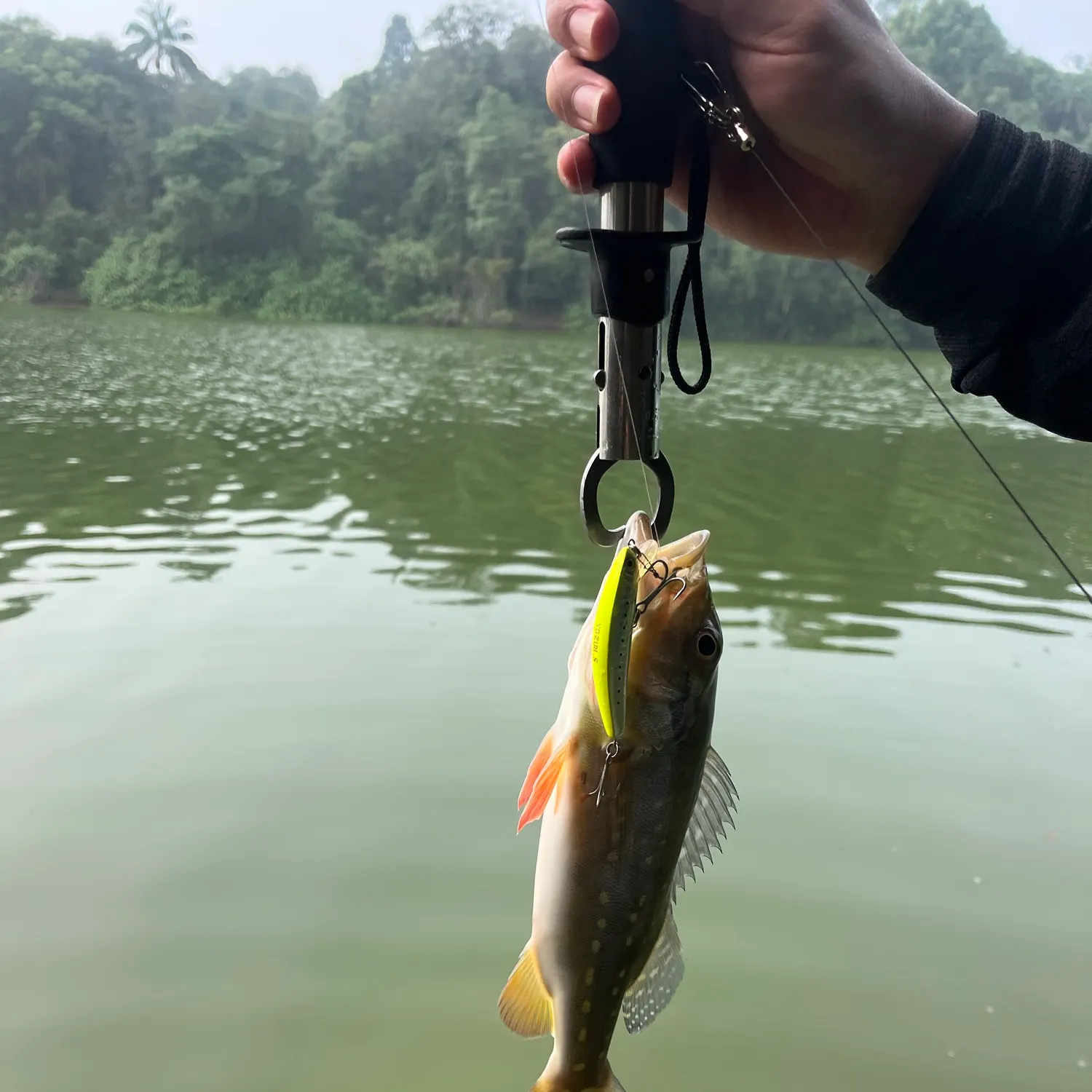 The most recent Speckled peacock bass catches on Fishbrain