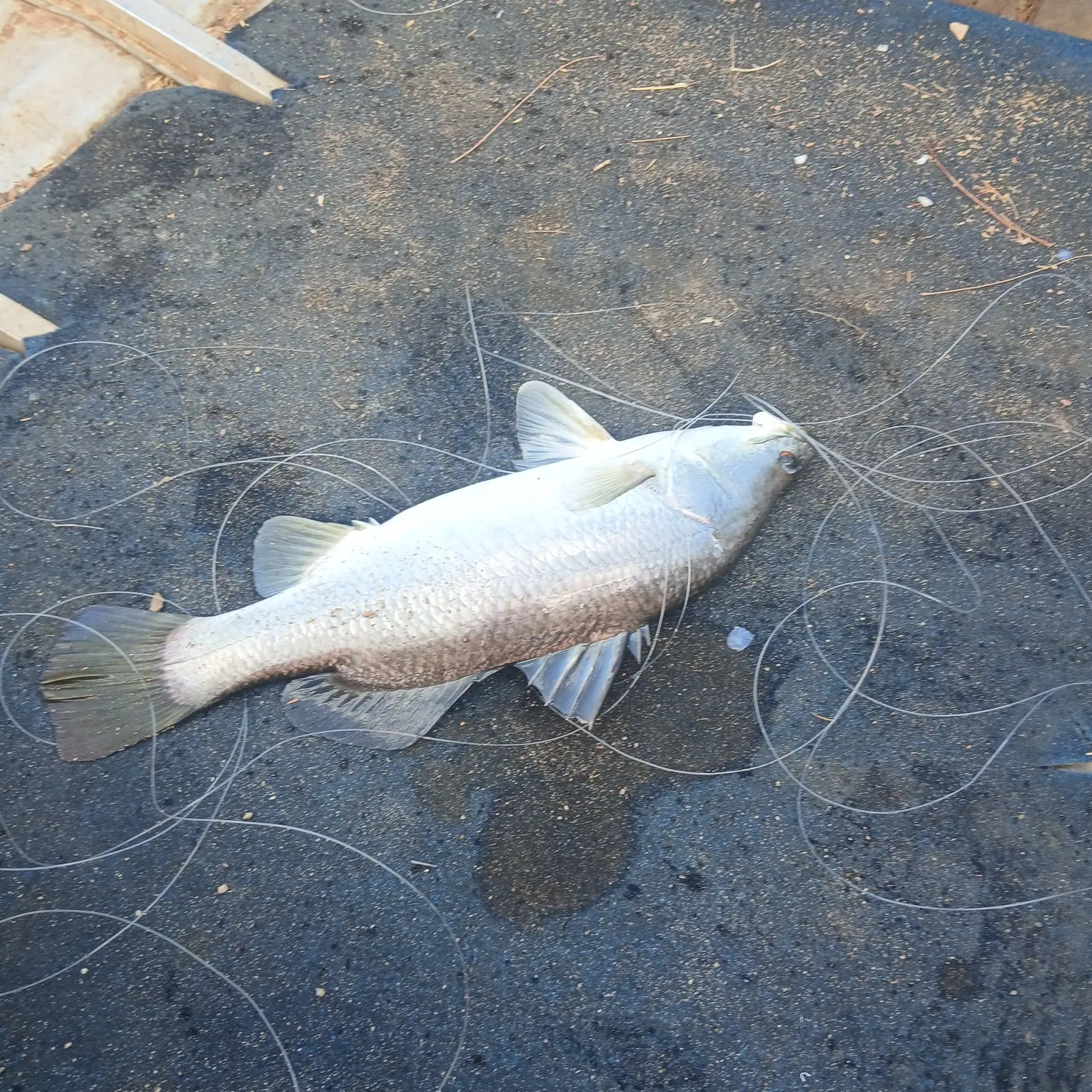 Barramundi caught on Fishbrain