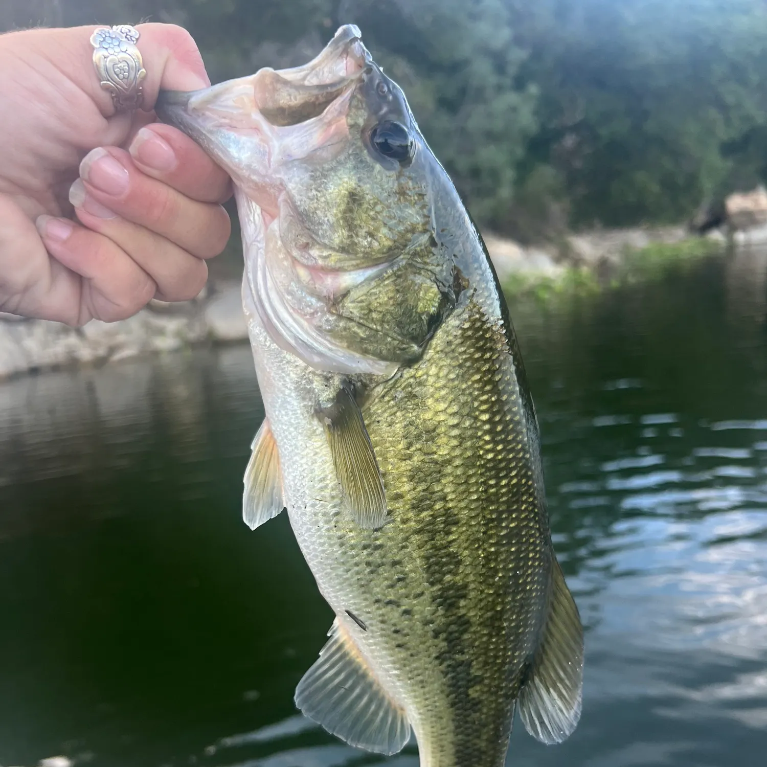 Largemouth bass caught on Fishbrain