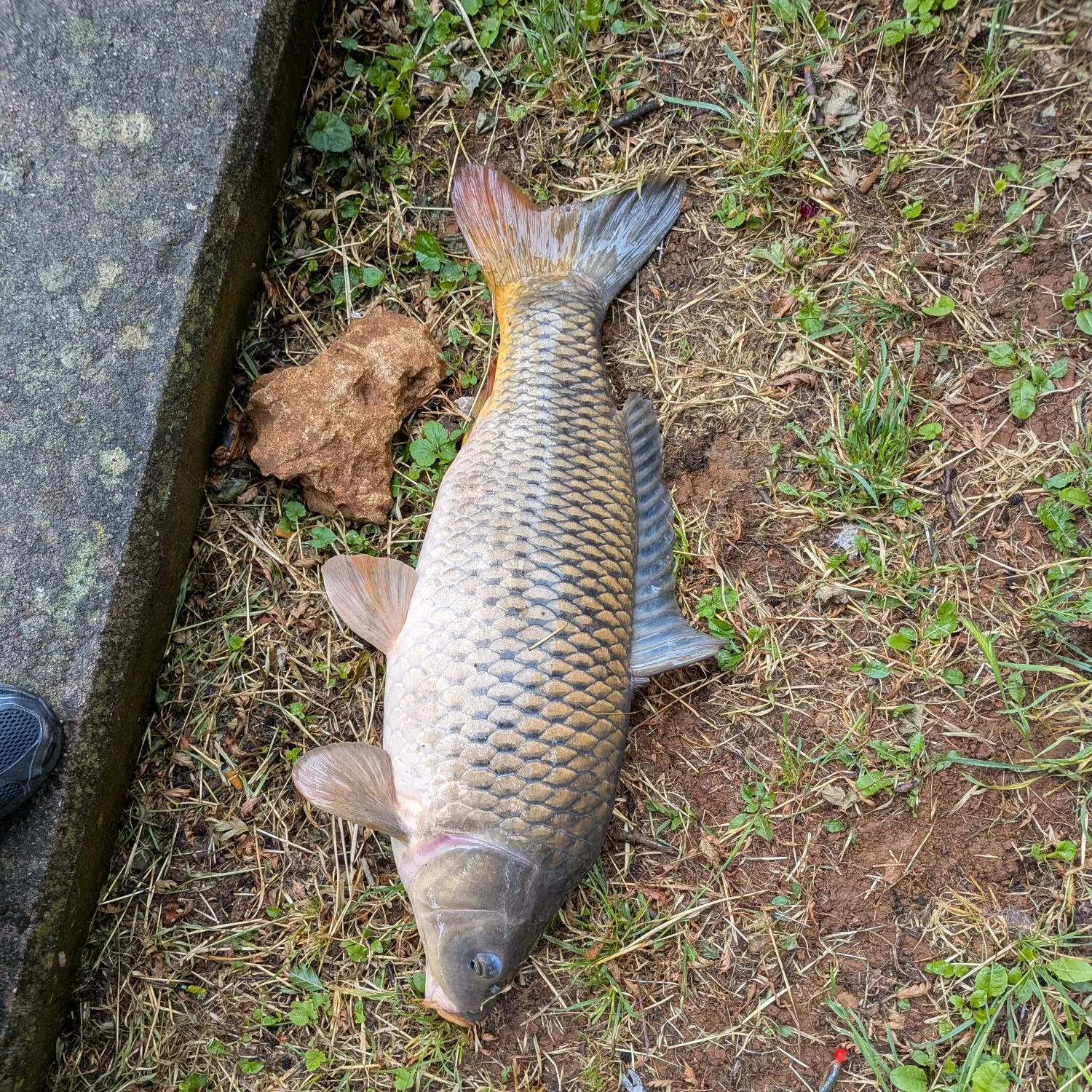 Common carp caught on Fishbrain