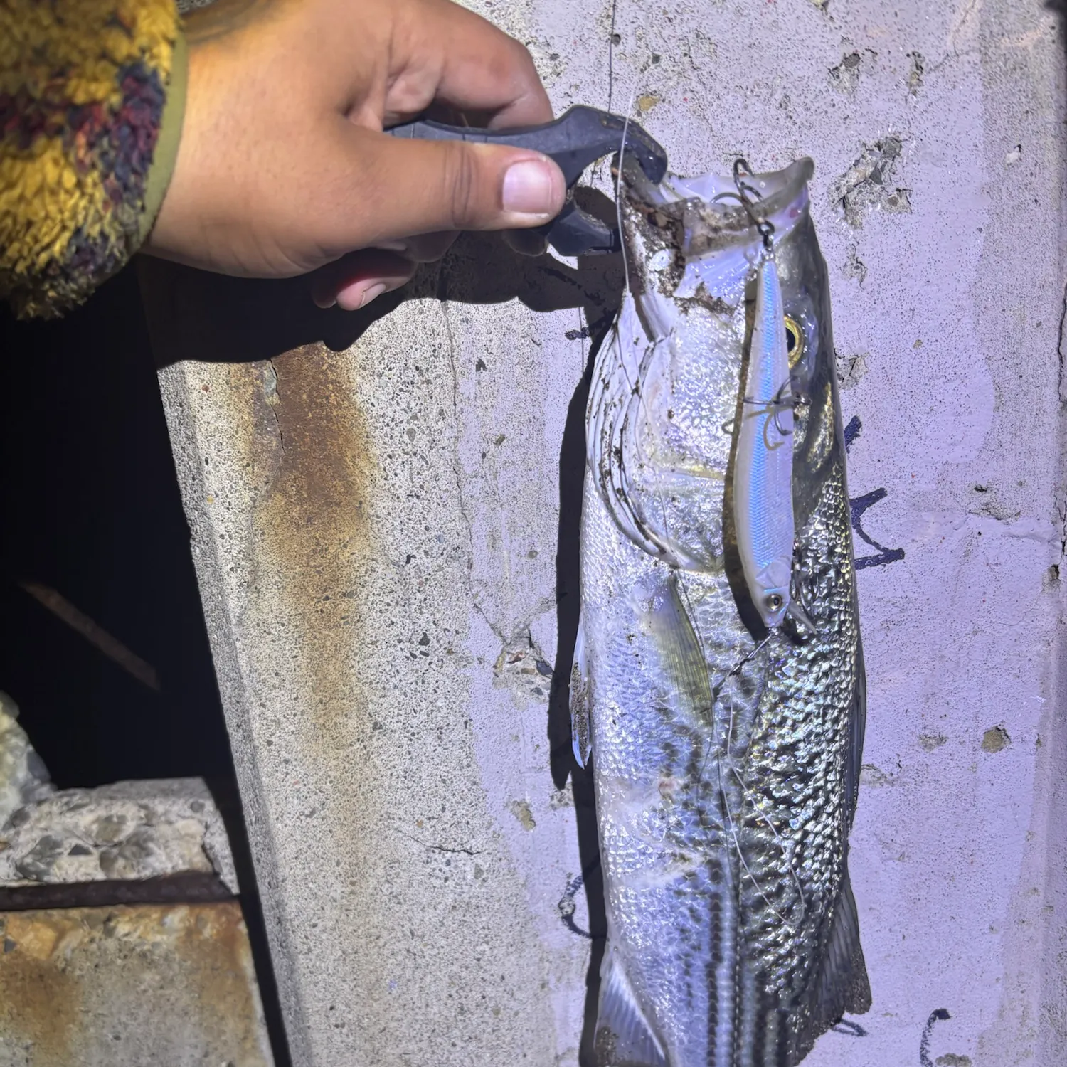 Striped bass caught on Fishbrain