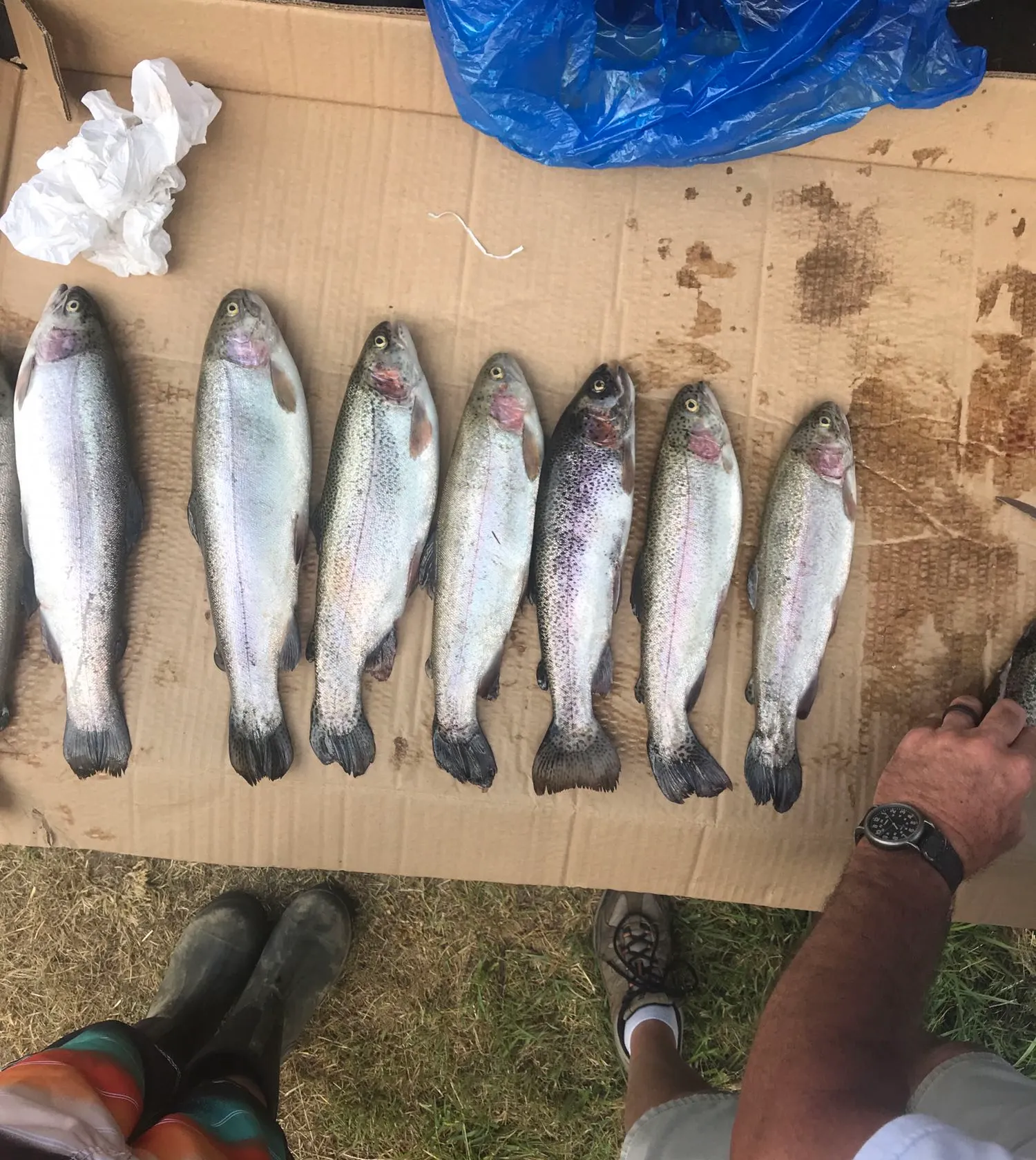 recently logged catches