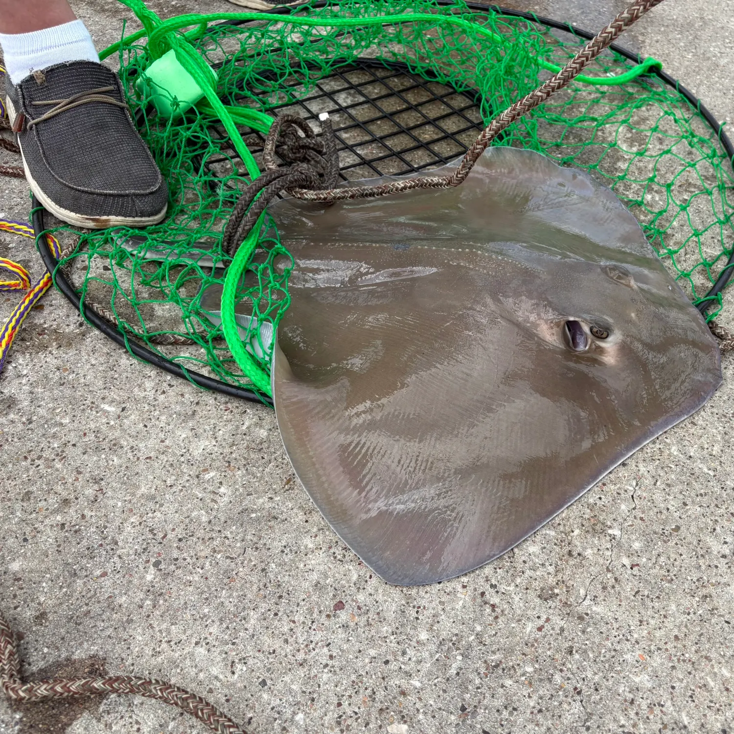 The most recent Southern stingray catches on Fishbrain