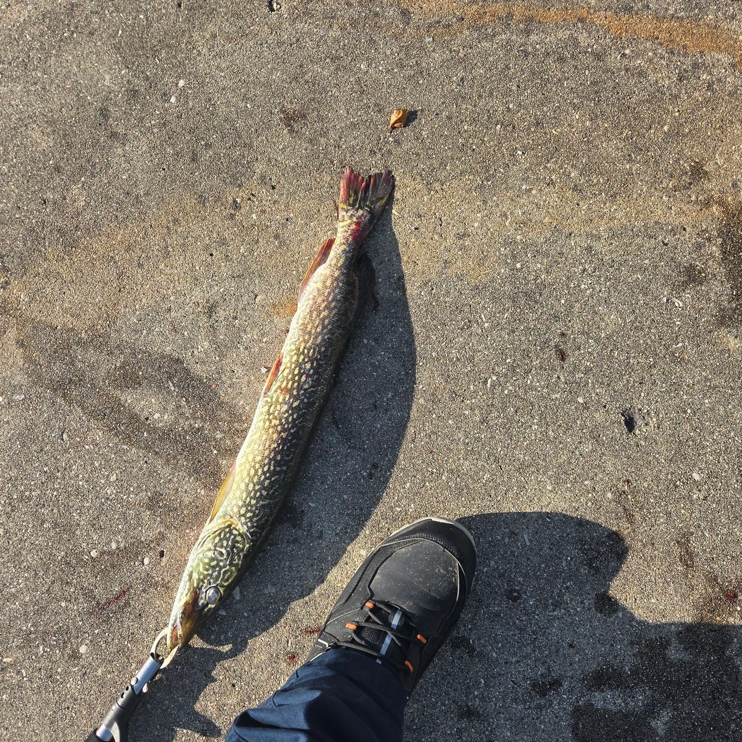 Fish caught on Fishbrain