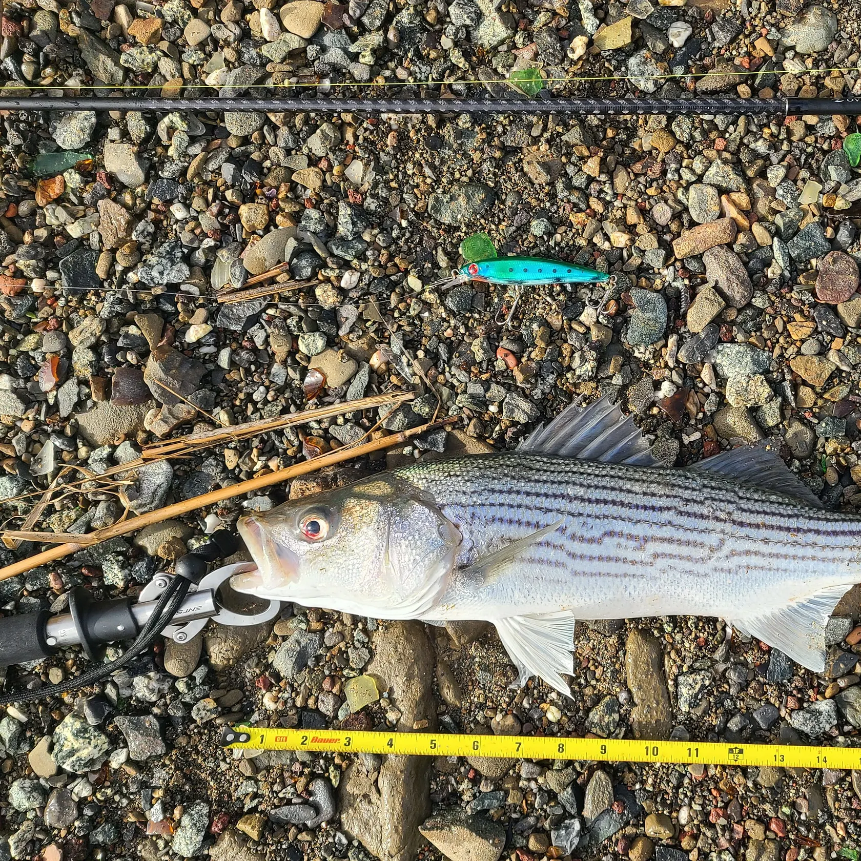 Striped bass caught on Fishbrain