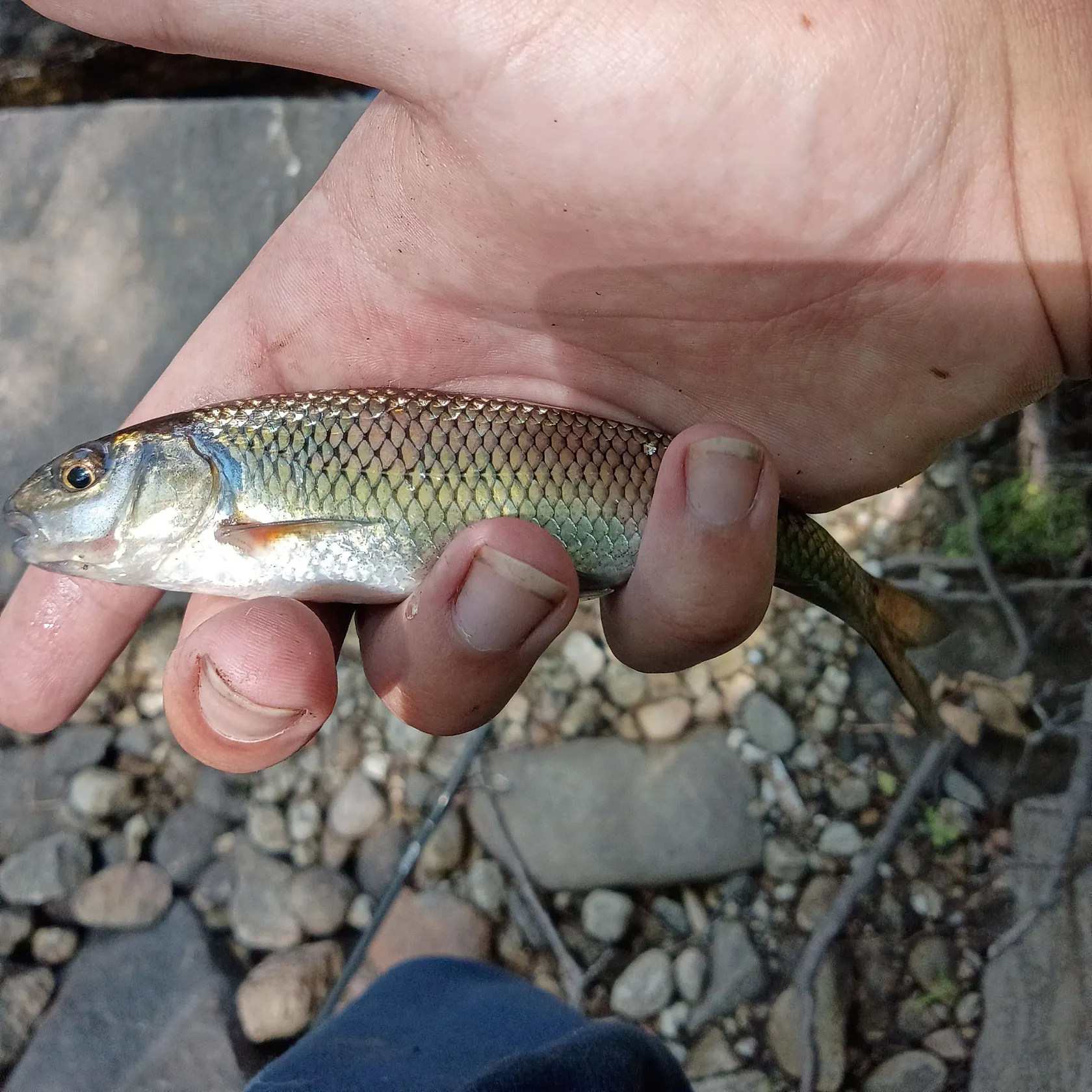Fallfish caught on Fishbrain