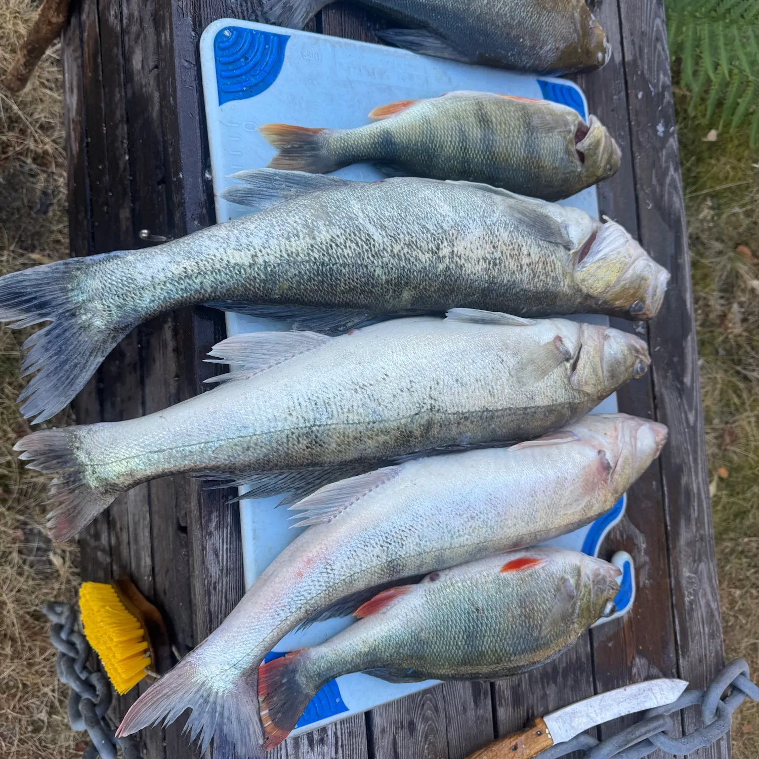 Zander caught on Fishbrain