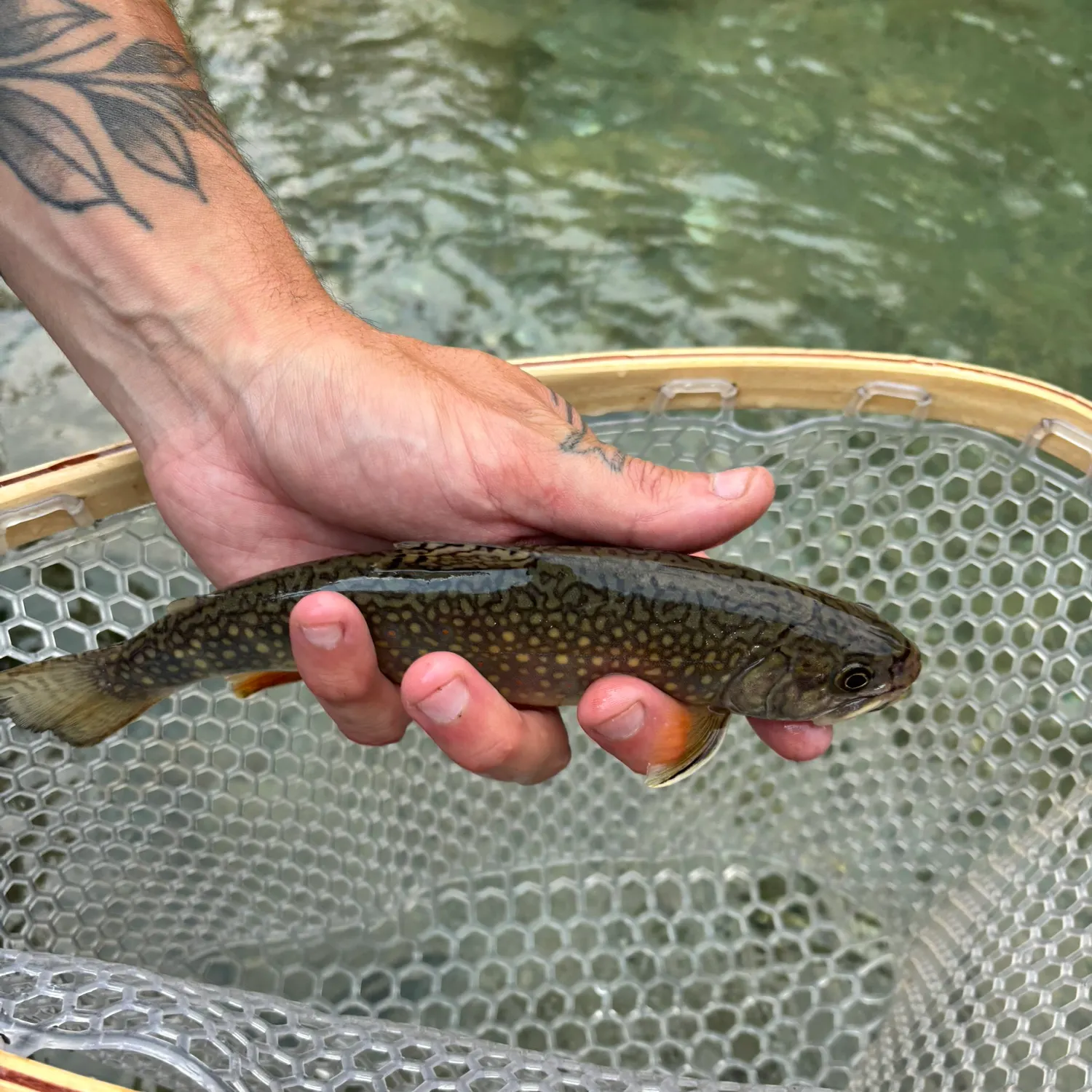 Brook trout caught on Fishbrain