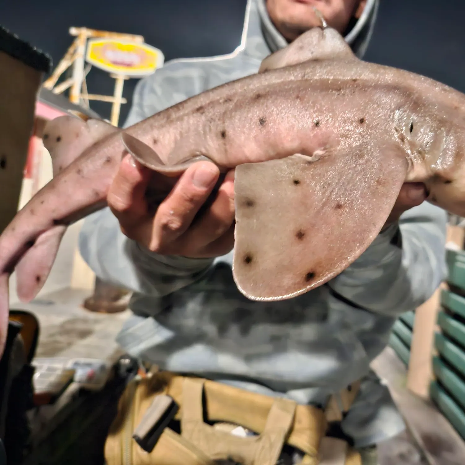 The most recent Horn shark catches on Fishbrain
