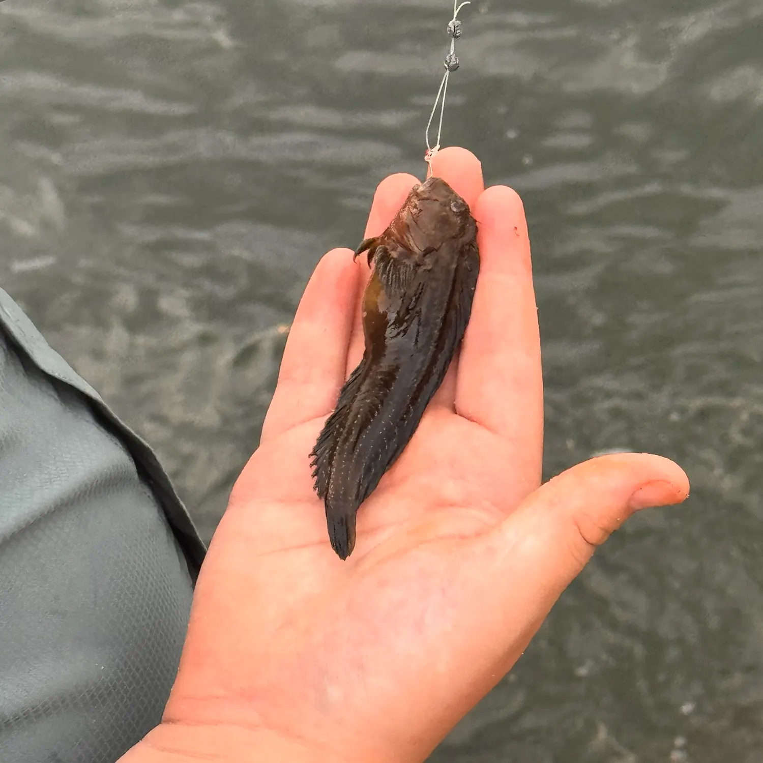 The most recent Florida blenny catches on Fishbrain
