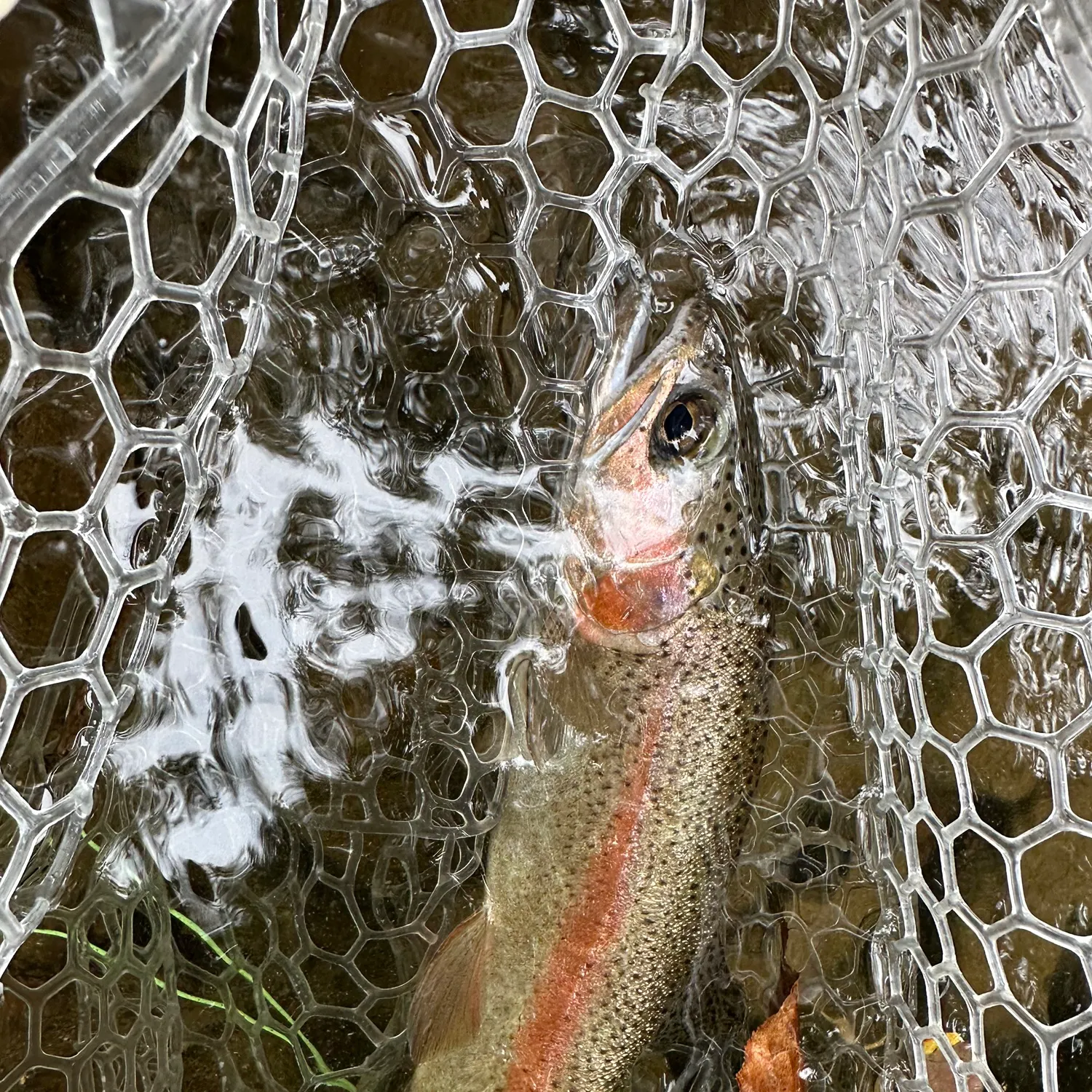 Rainbow trout caught on Fishbrain
