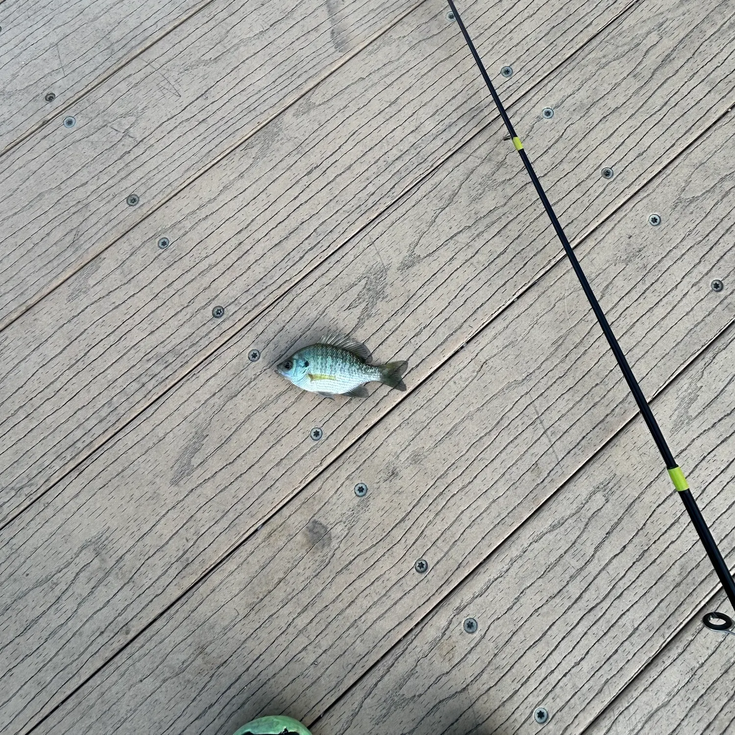 Bluegill caught on Fishbrain