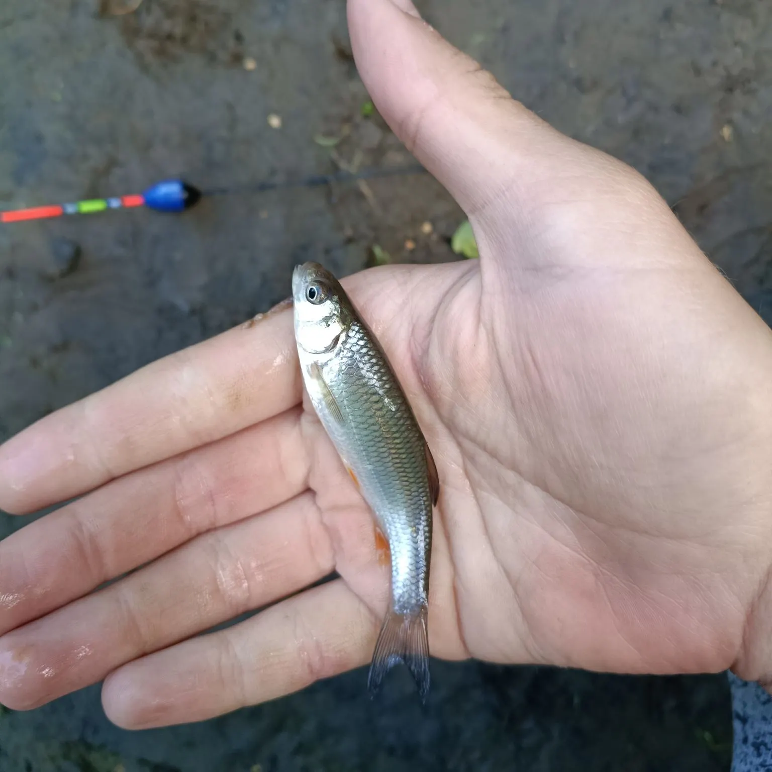 Common roach caught on Fishbrain