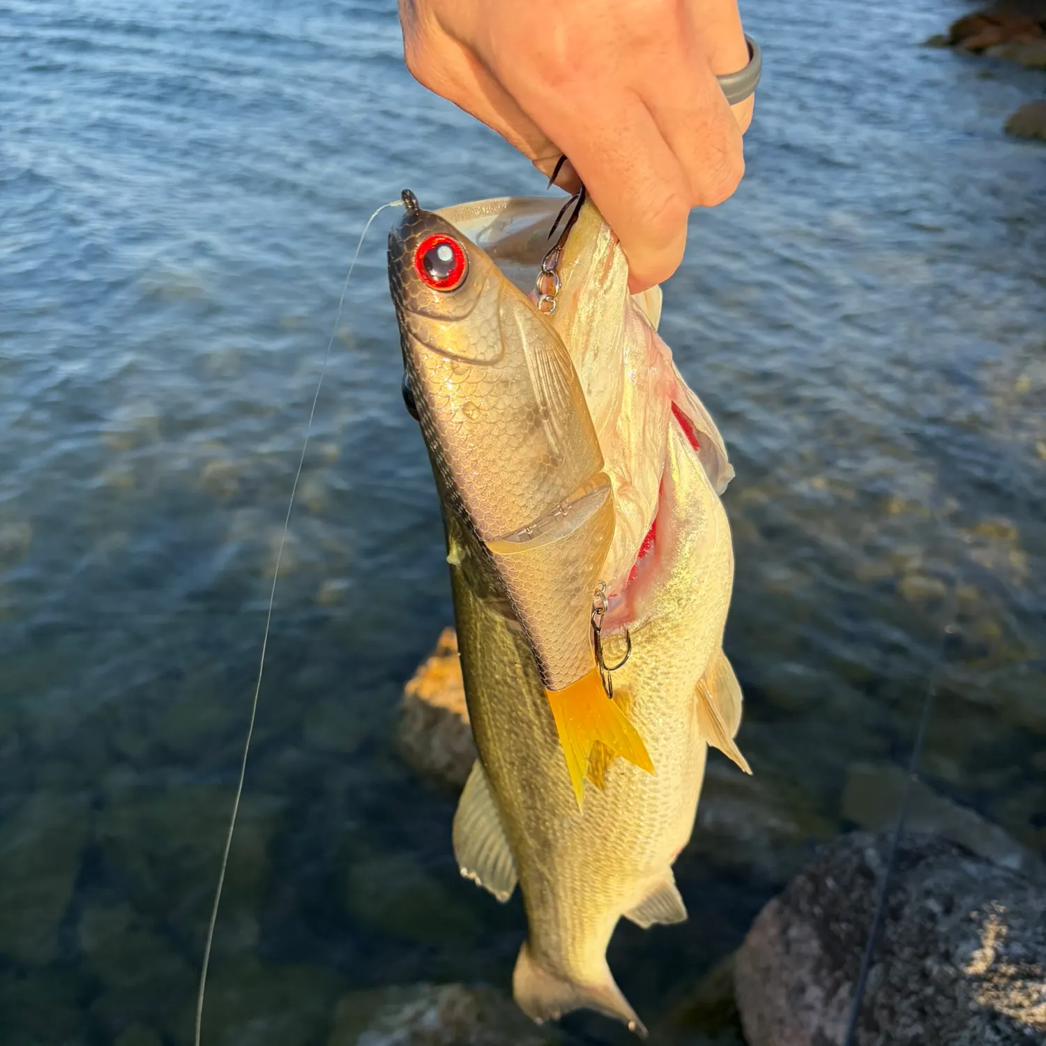 Largemouth bass caught on Fishbrain