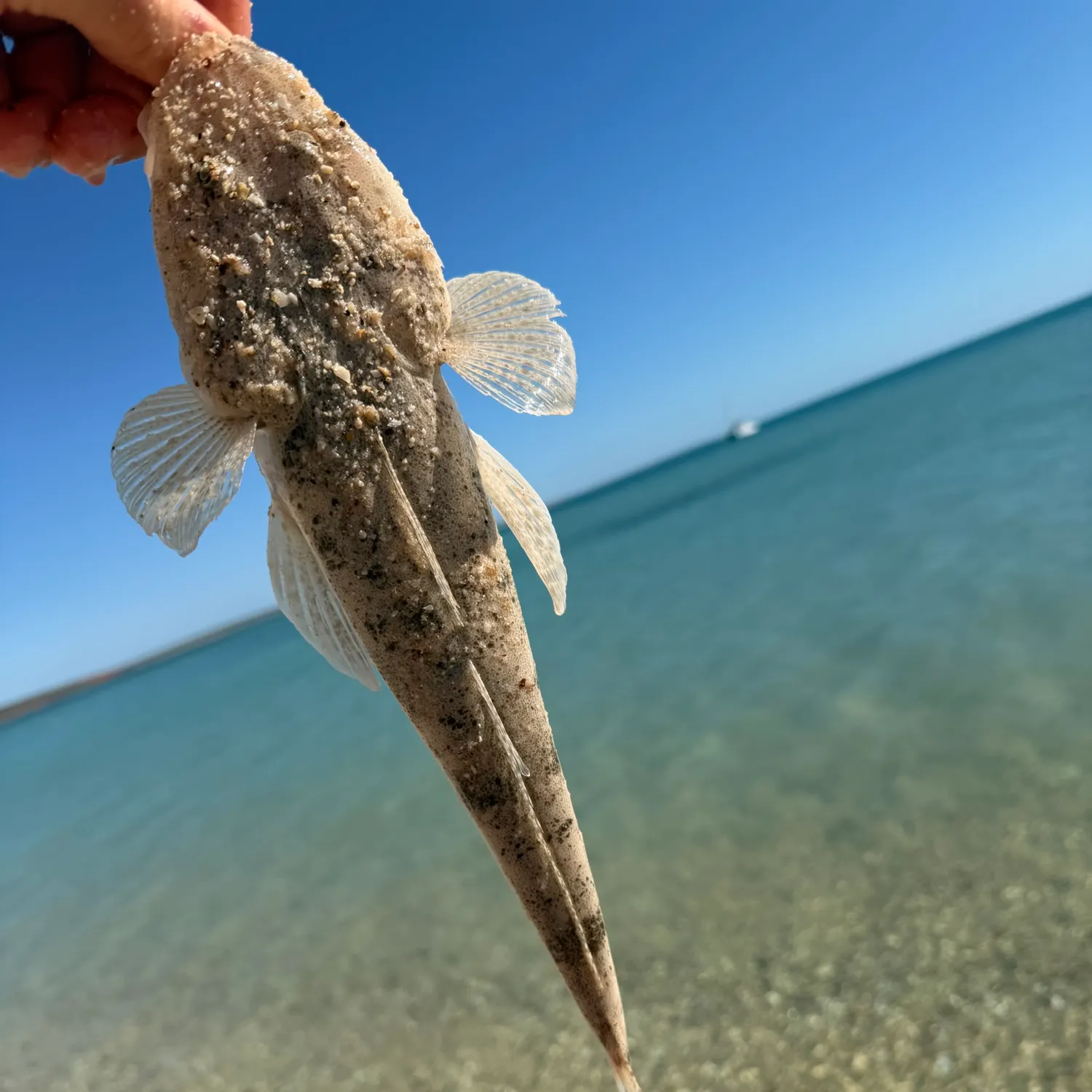 The most recent Bartail flathead catches on Fishbrain