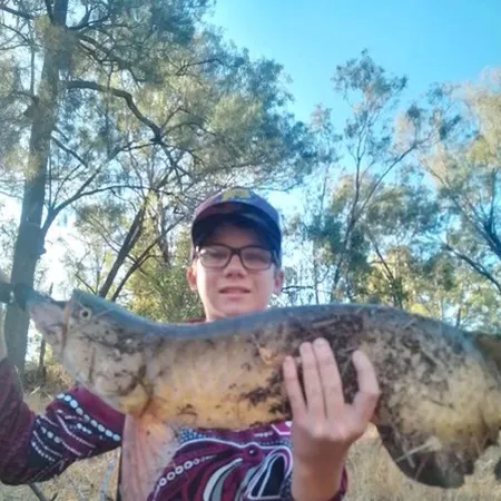 The most recent Spotted bonytongue catches on Fishbrain