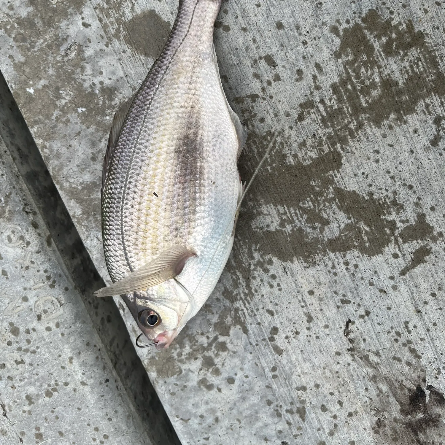 The most recent White seaperch catches on Fishbrain
