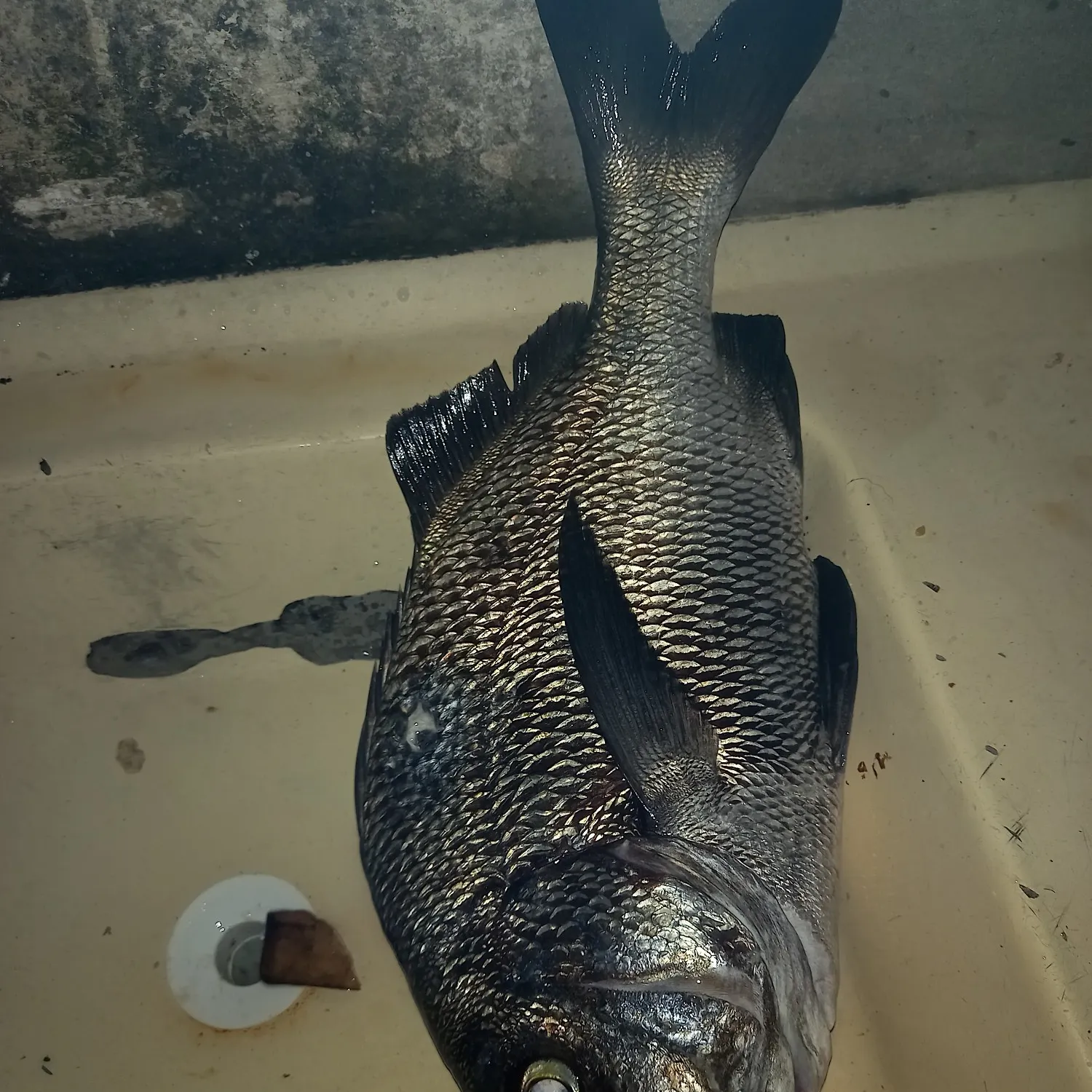 The most recent Spotted head sargo catches on Fishbrain