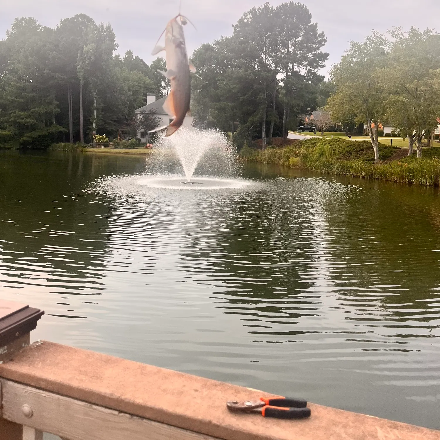 Channel catfish caught on Fishbrain