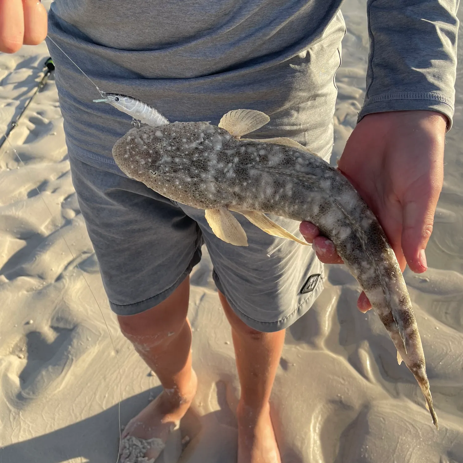 Bar-tailed flathead caught on Fishbrain