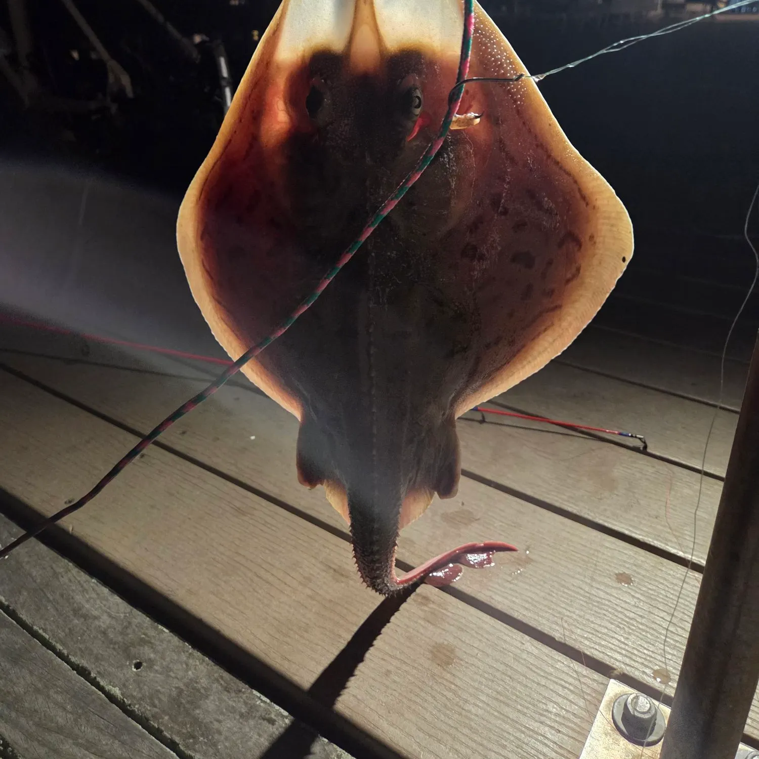 Clearnose skate caught on Fishbrain