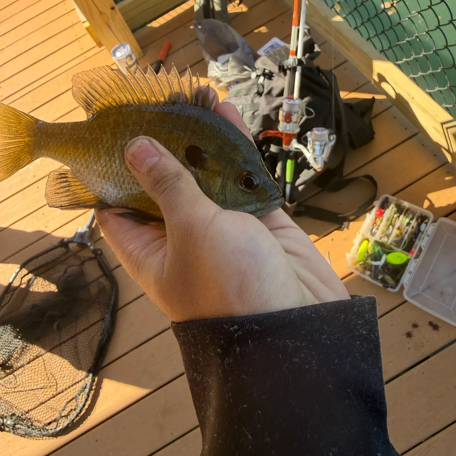 Bluegill caught on Fishbrain