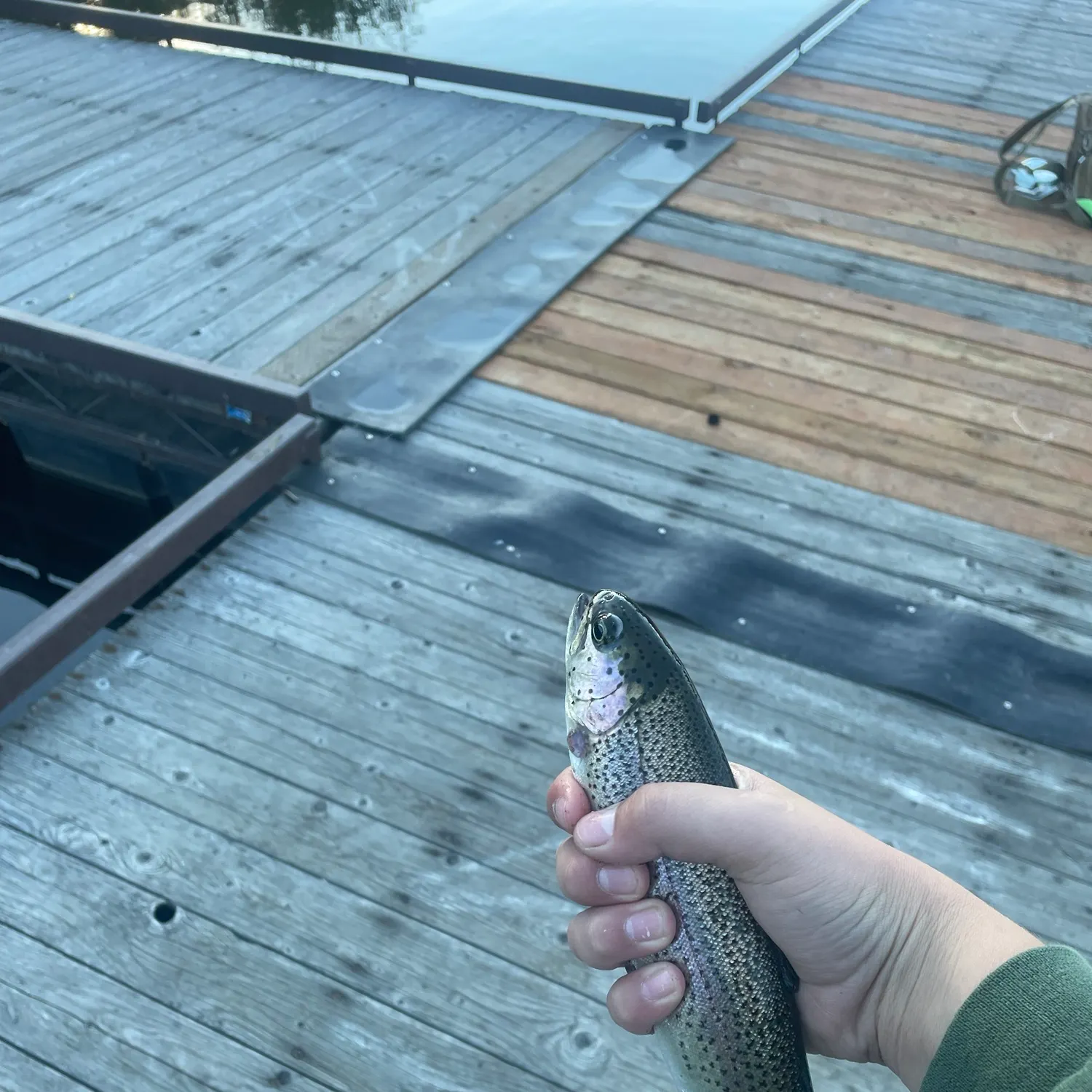 Rainbow trout caught on Fishbrain