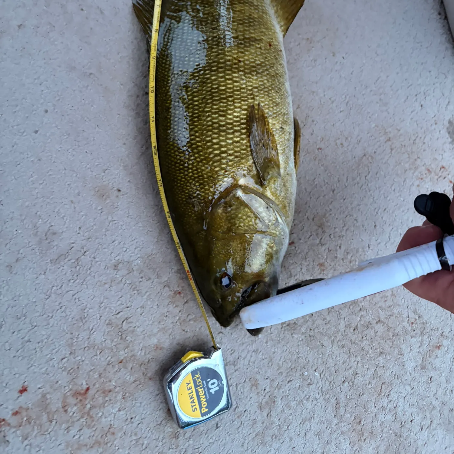 Fish caught on Fishbrain
