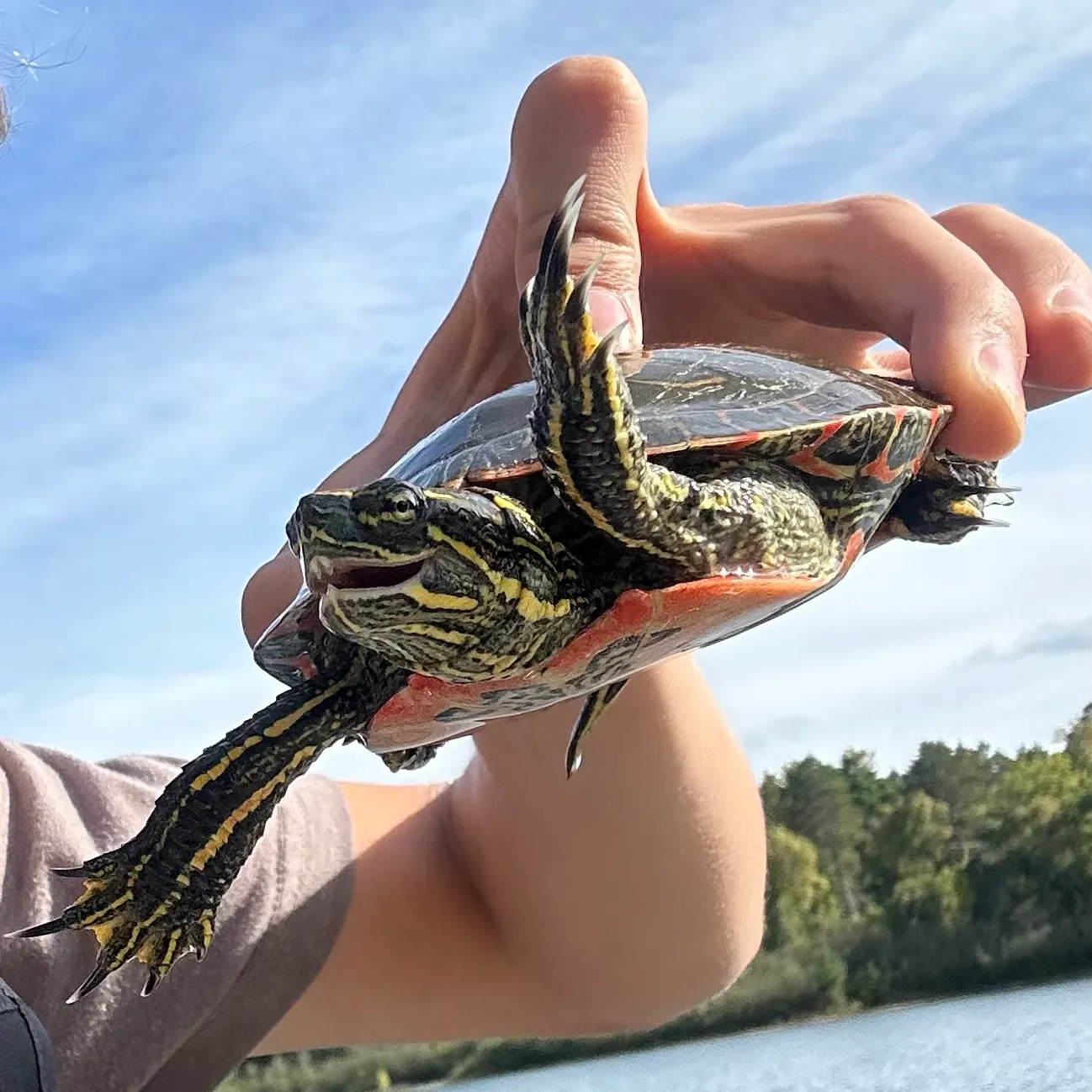 Painted turtle caught on Fishbrain