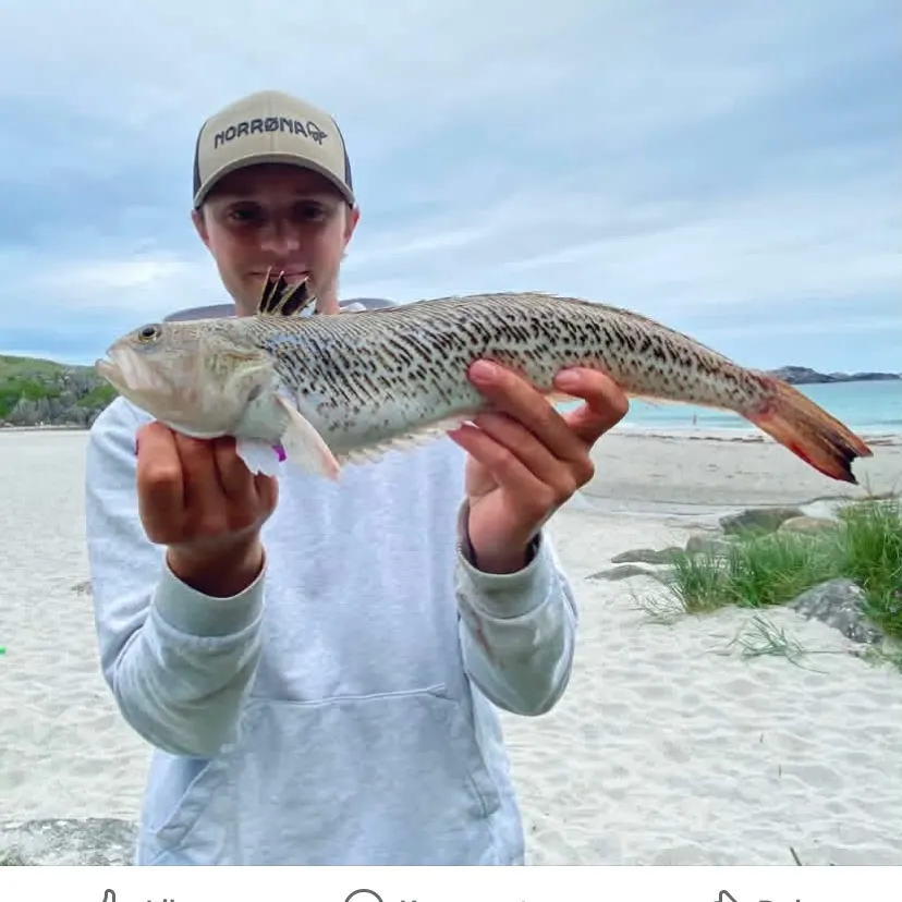 The most recent Greater weever catches on Fishbrain
