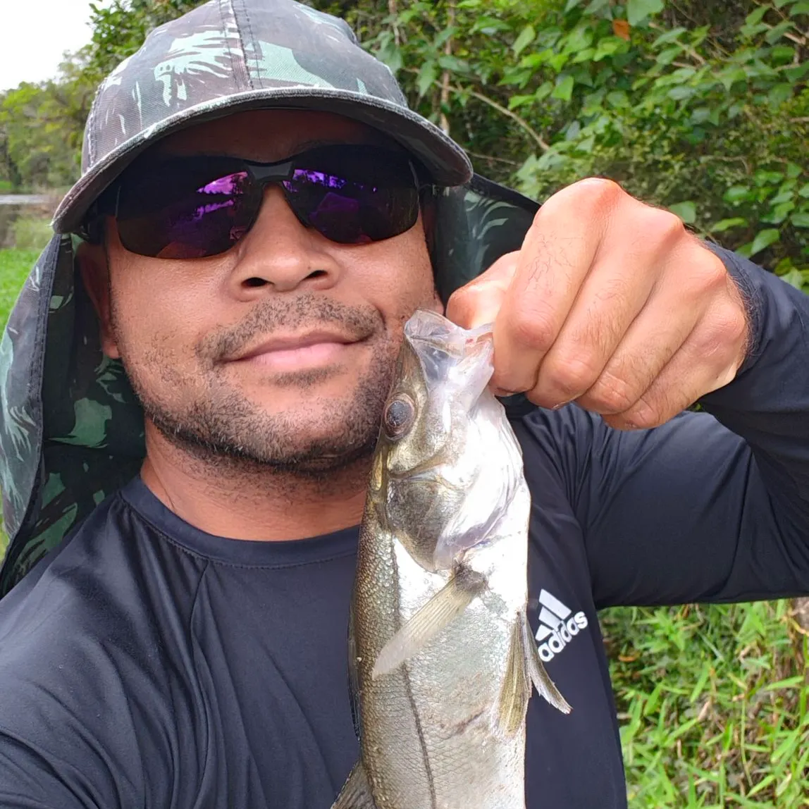 The most recent Fat snook catches on Fishbrain