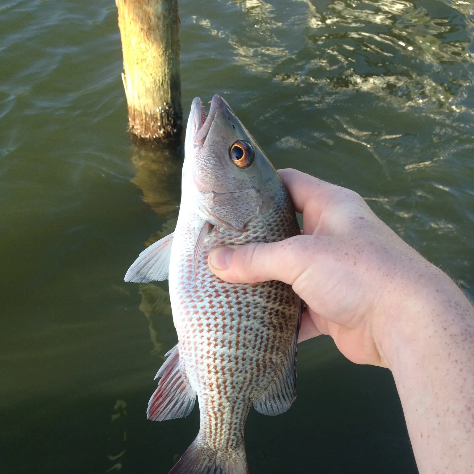 The most recent Mangrove snapper catches on Fishbrain