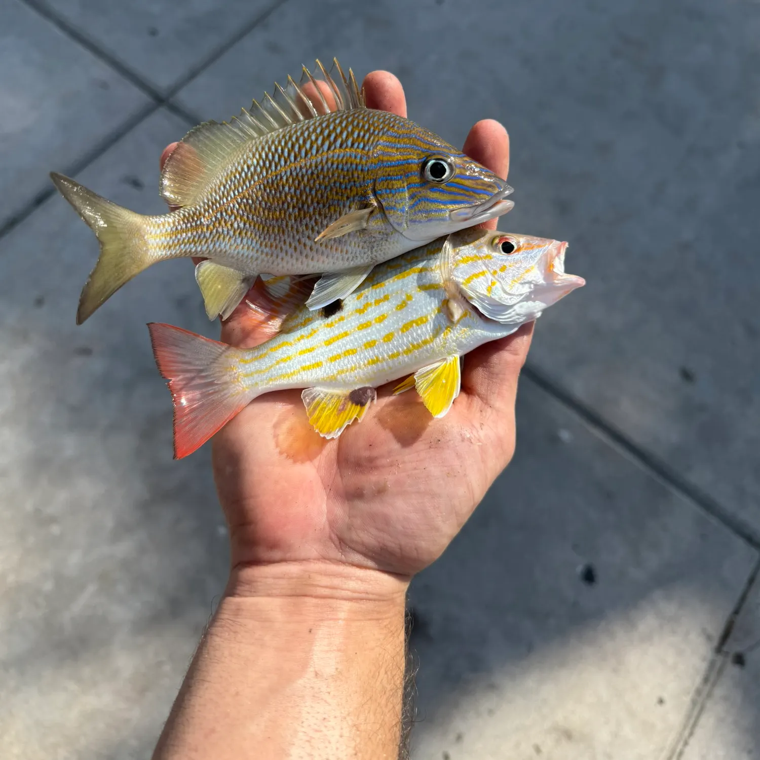 The most recent White grunt catches on Fishbrain