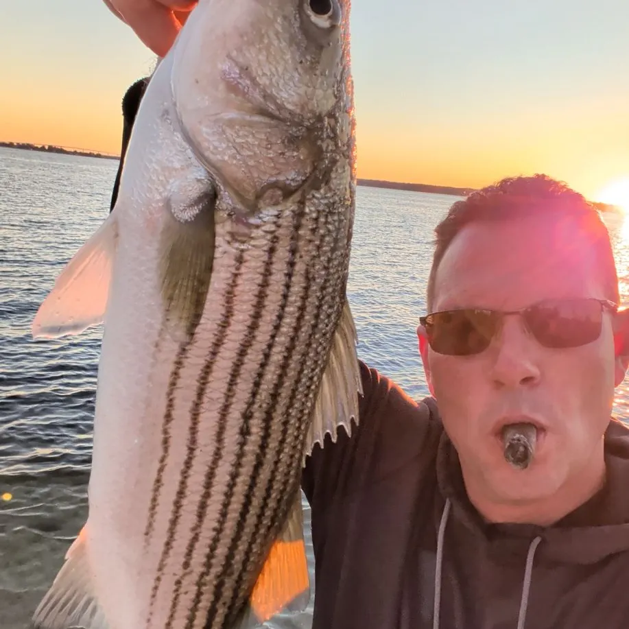 Striped bass caught on Fishbrain