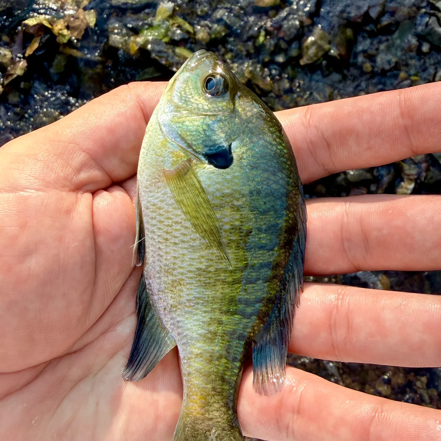 Bluegill caught on Fishbrain