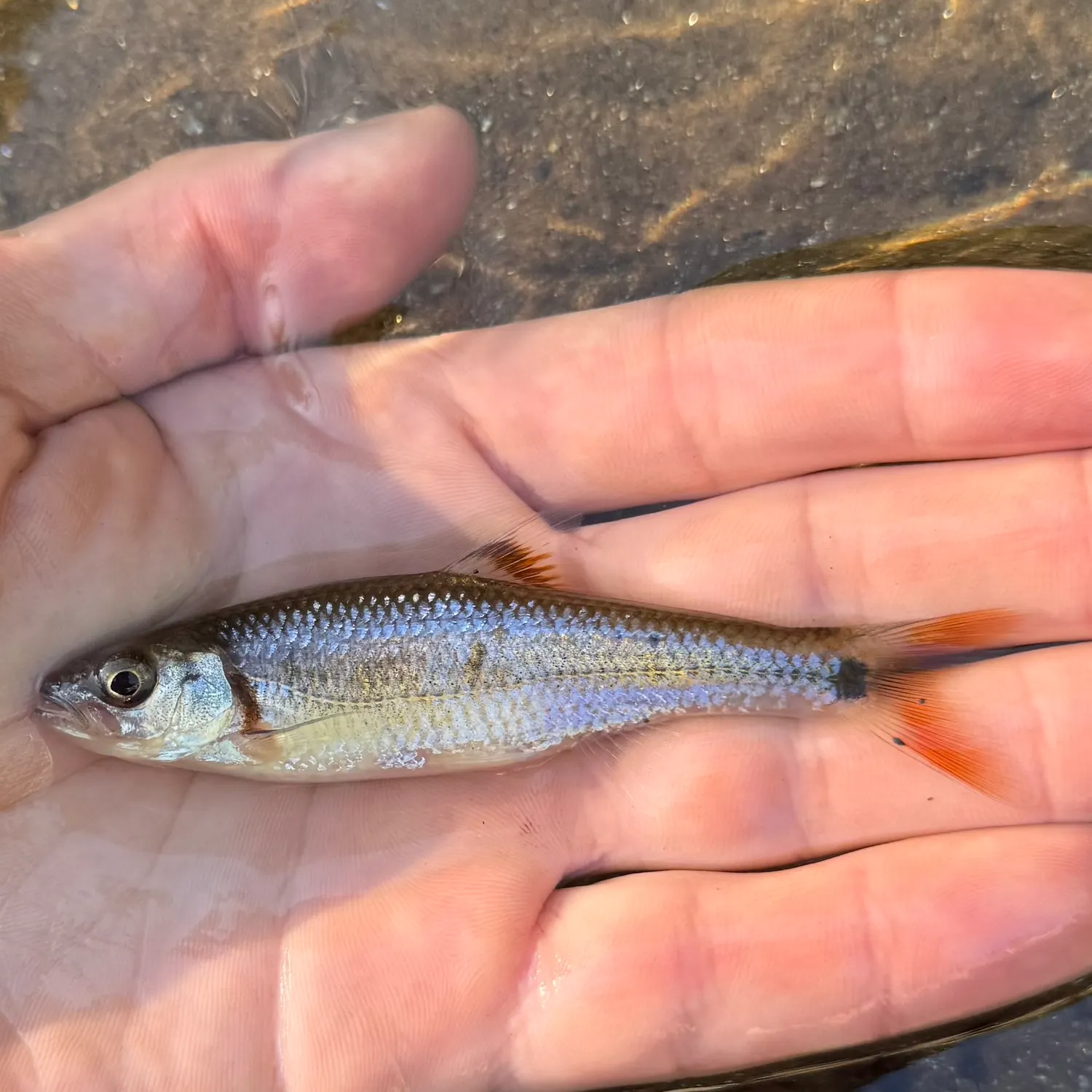 The most recent Bandfin shiner catches on Fishbrain