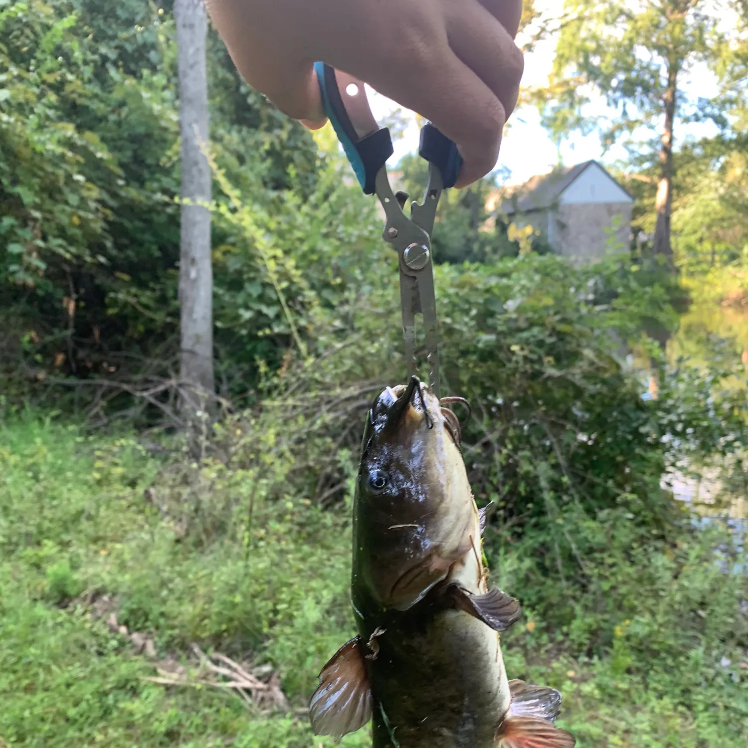 Brown bullhead caught on Fishbrain