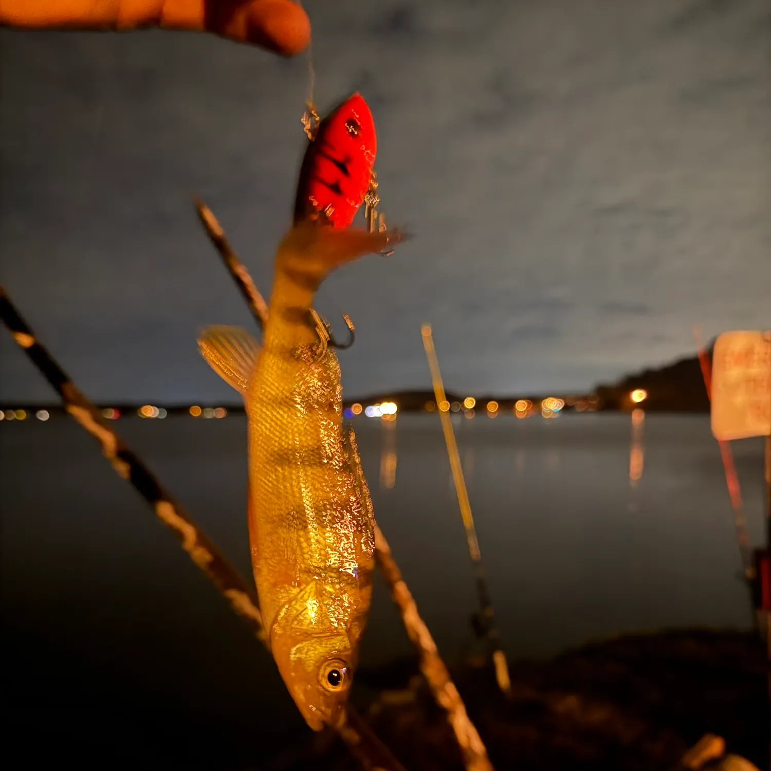 Yellow perch caught on Fishbrain