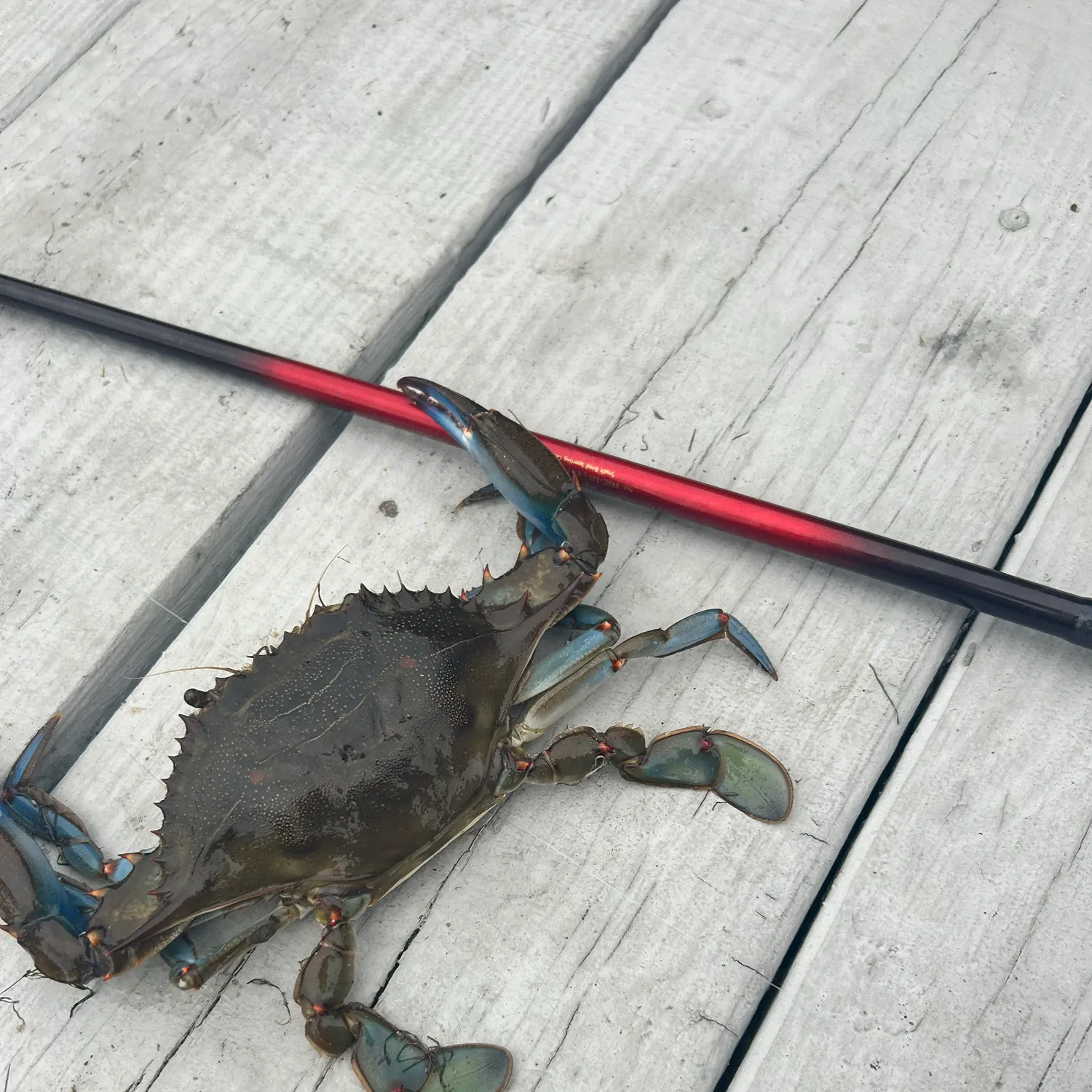 The most recent Blue crab catches on Fishbrain