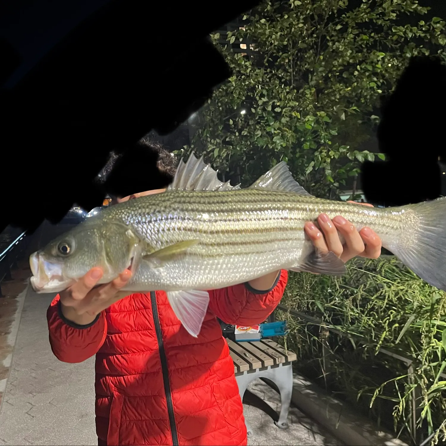Striped bass caught on Fishbrain