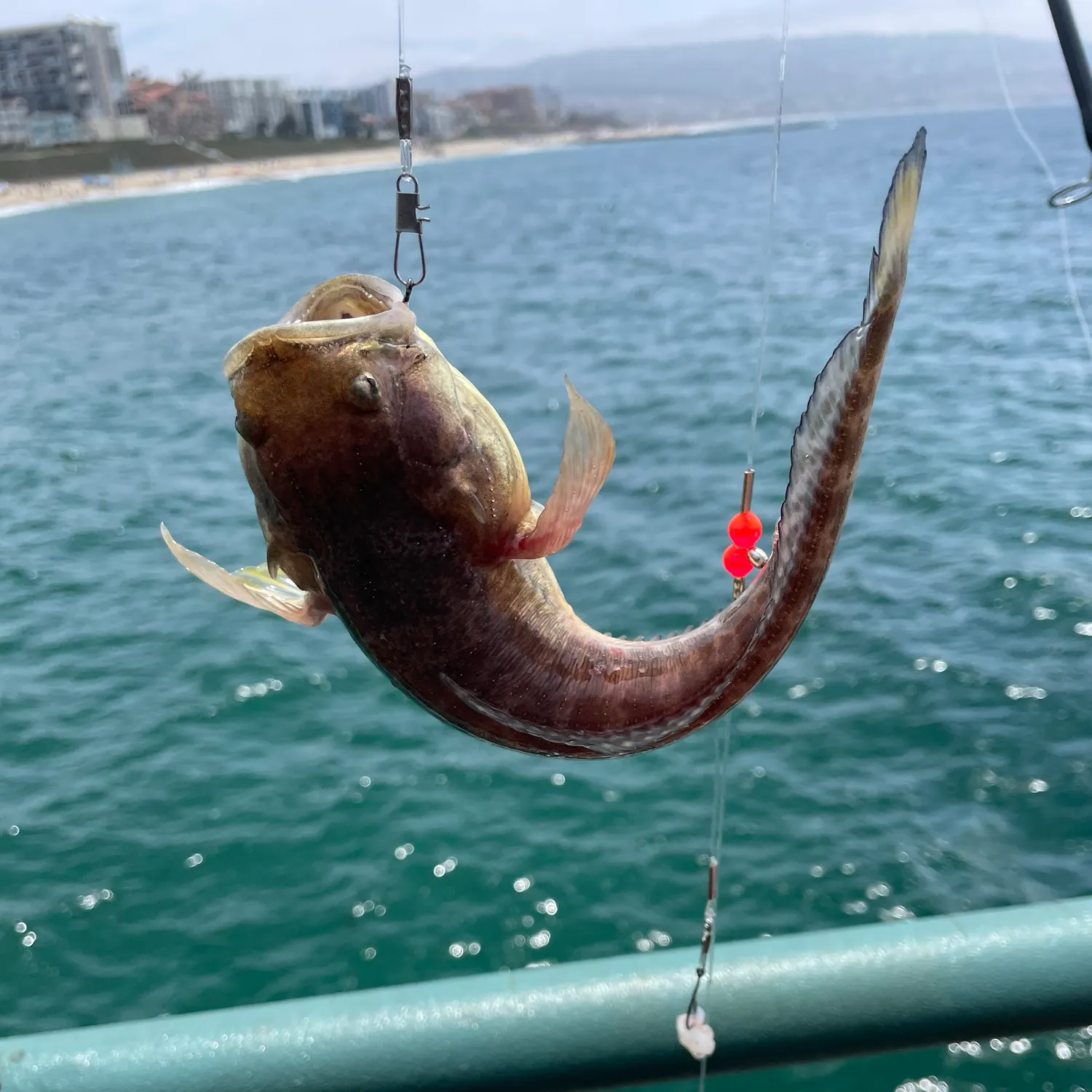 The most recent Plainfin midshipman catches on Fishbrain