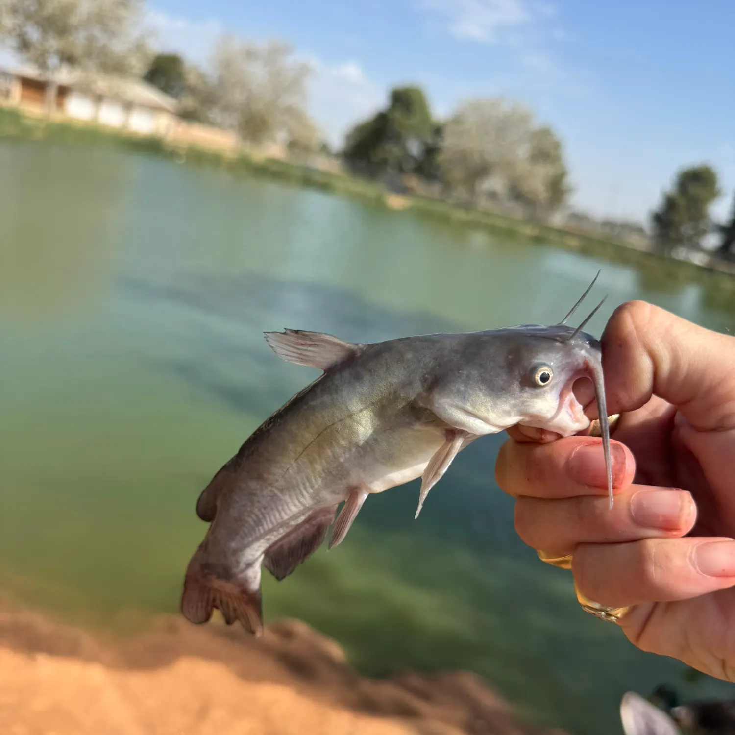 Black bullhead caught on Fishbrain