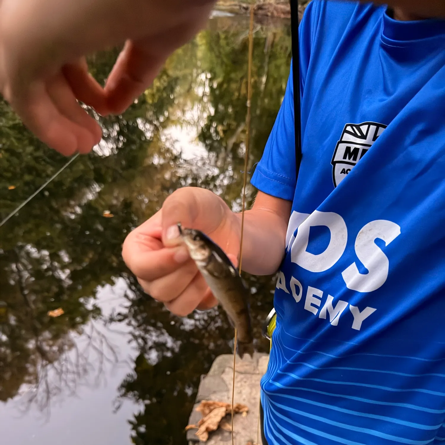 Creek chub caught on Fishbrain