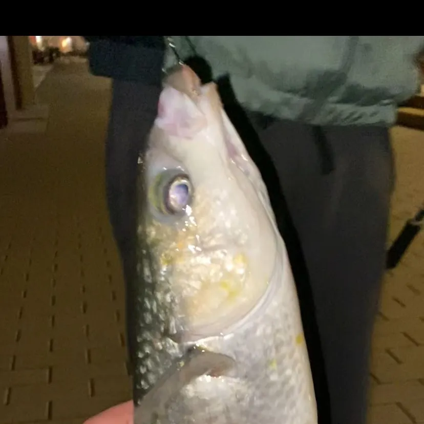 The most recent Thicklip grey mullet catches on Fishbrain